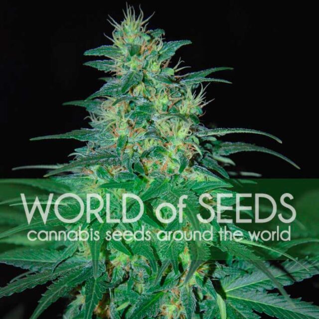 South African Kwazulu feminizada de World of Seeds