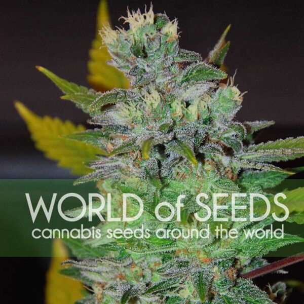 Space feminizada de World of Seeds