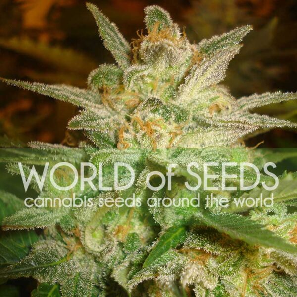 Star 47 feminizada de World of Seeds