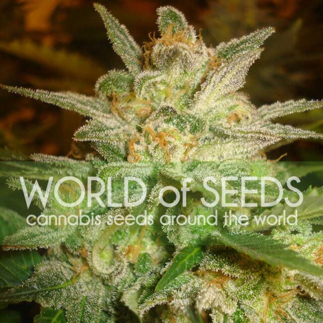 Star 47 feminizada de World of Seeds