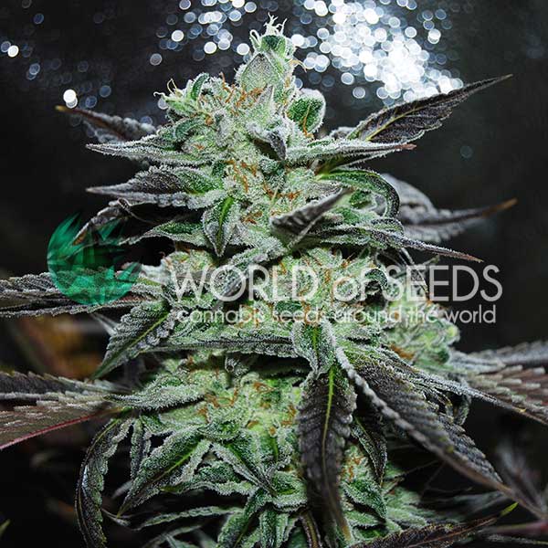 Strawberry Blue feminizada de World of Seeds