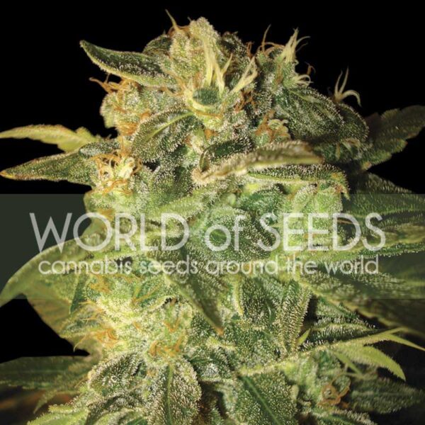 Sugar Mango Ryder de World of Seeds
