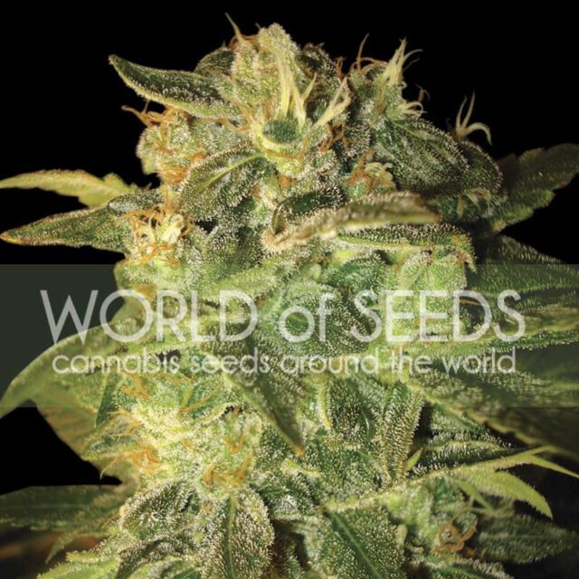 Sugar Mango Ryder de World of Seeds