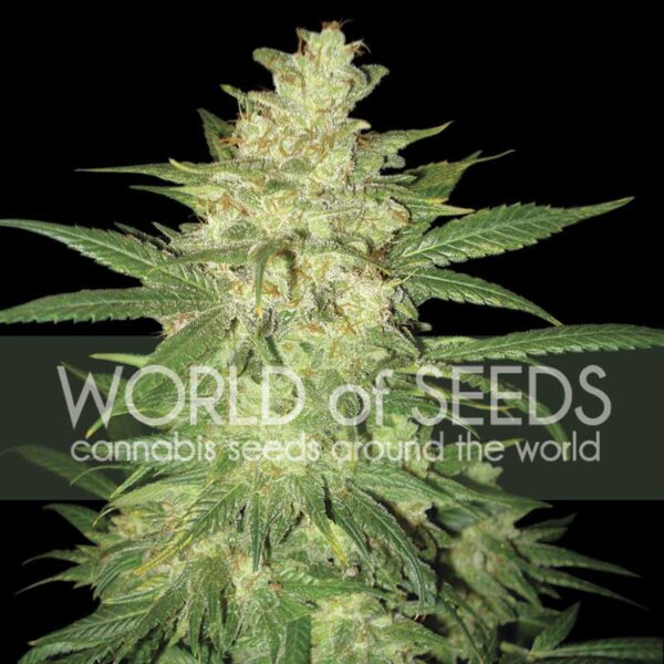 Colombian Gold Ryder Auto de World of Seeds