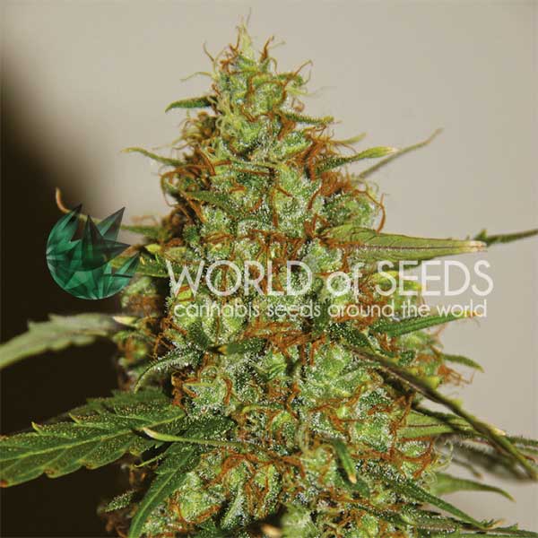 Wild Thailand Ryder de World of Seeds