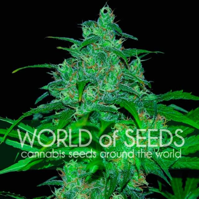 Wild Thailand feminizada de World of Seeds
