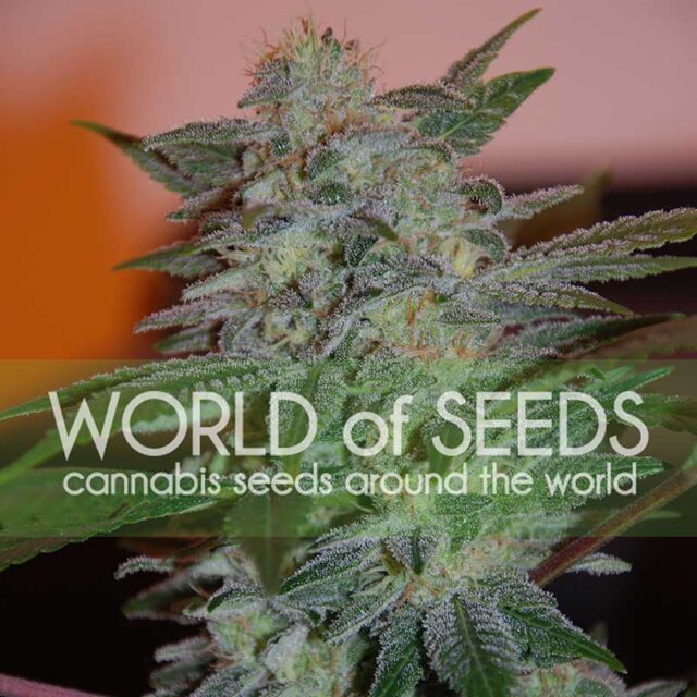 Yumbolt 47 feminizada de World of Seeds
