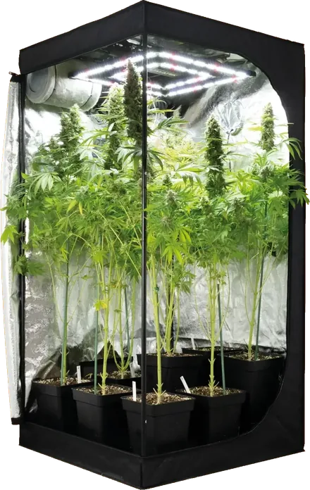 Armario de cultivo OASIS con las plantas en floración
