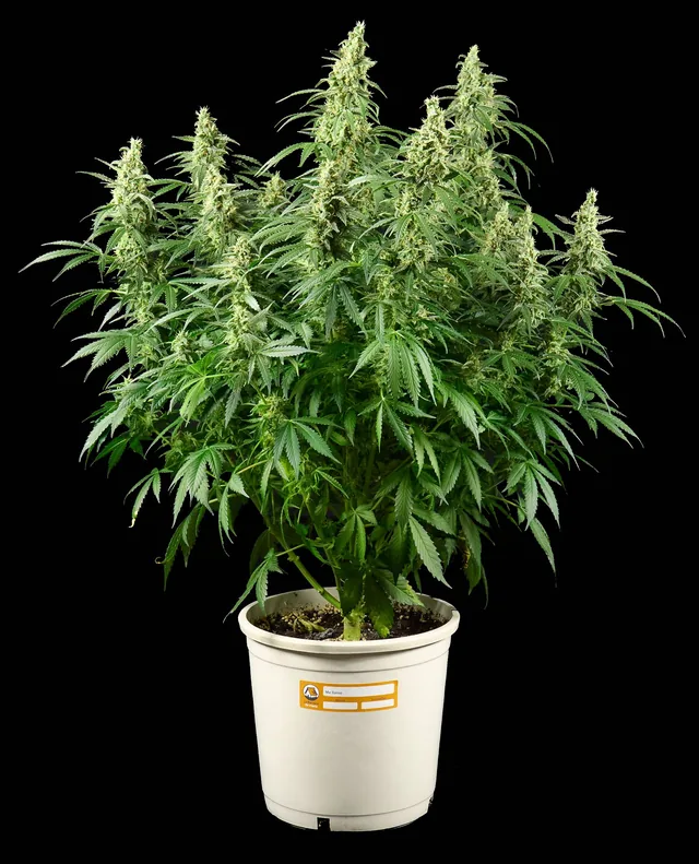 Planta autofloreciente en floración en su maceta