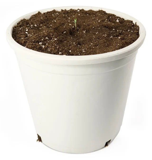 Maceta con una plántula recién germinada