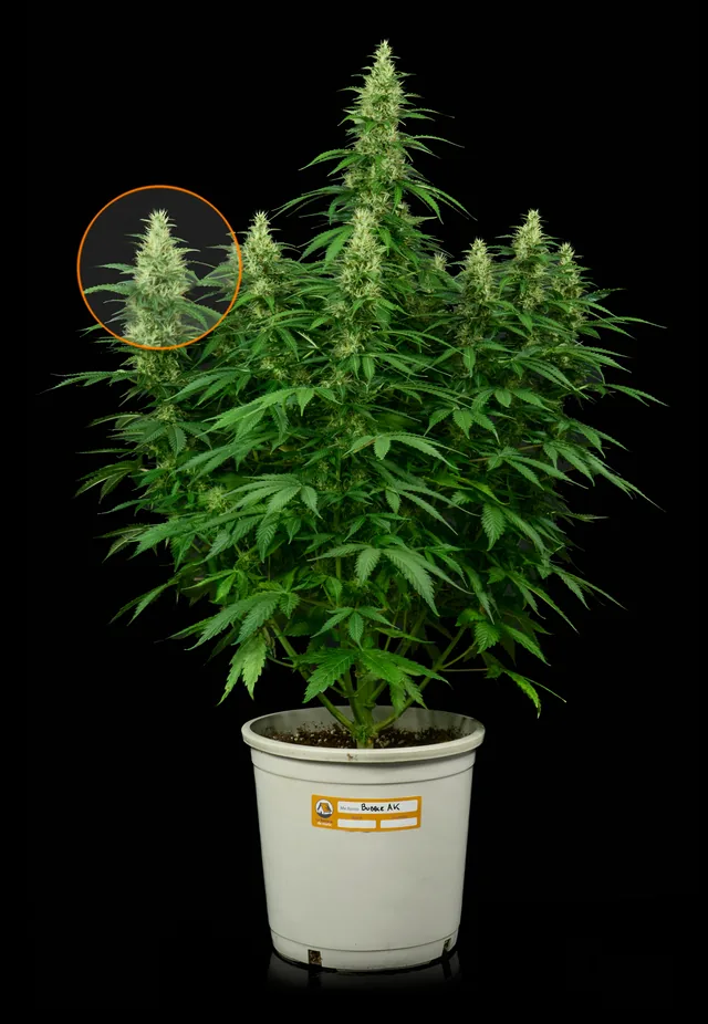 Planta de marihuana en maceta con la yema apical señalada