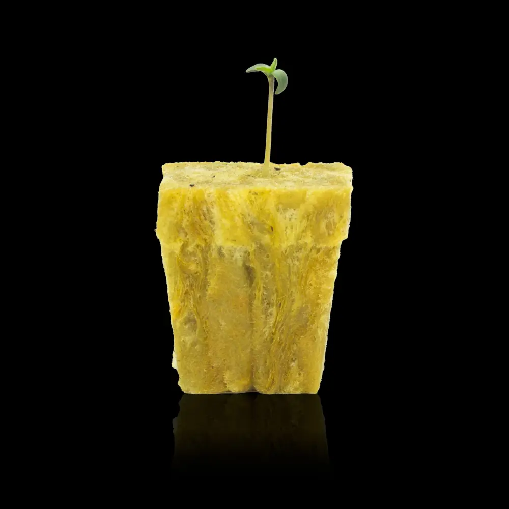 Plántula recién germinada en un taco de lana de roca